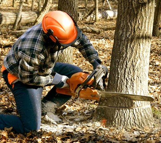 Tree Removal in Faulkner, MD